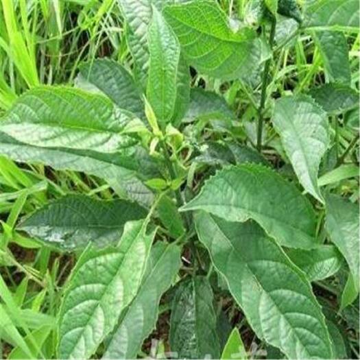 遂溪县南药、大青叶