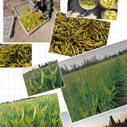 吴忠黄花菜