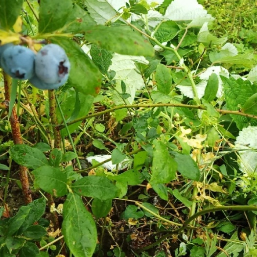 兔眼蓝莓  蓝莓