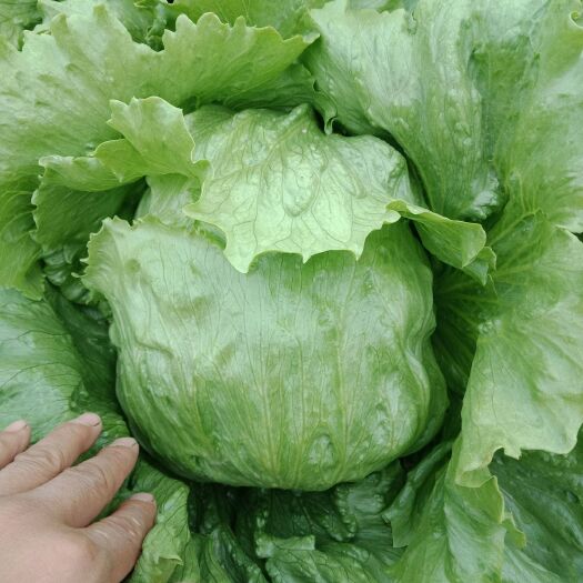 沽源县 高原夏凉蔬菜     球生菜