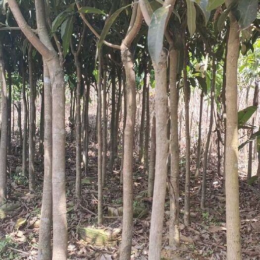灵山县金煌芒果苗  5公分大芒果苗