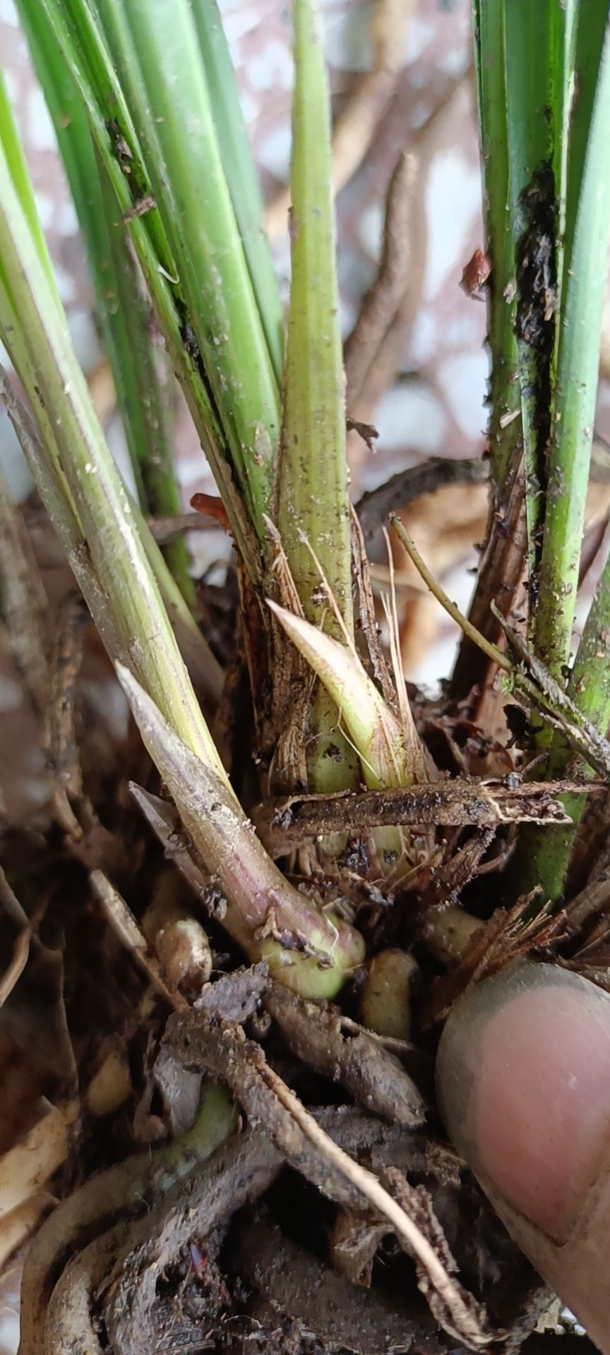 建兰带花苞发货，喜欢的老板来，花已开。。。。。。