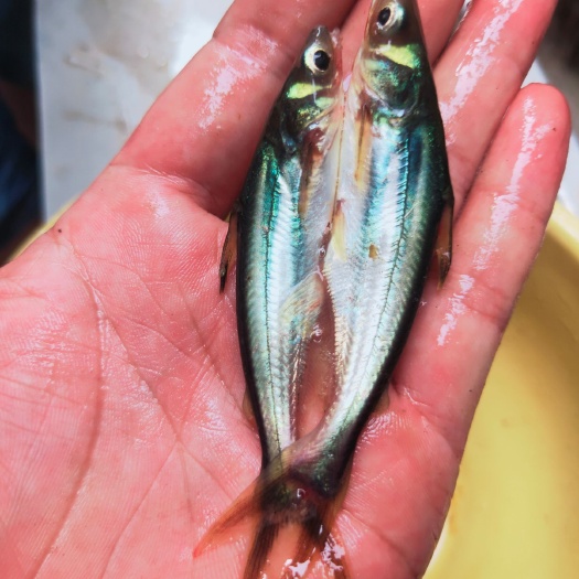 南宁优质巴沙鱼苗 淡水蓝沙鱼苗 生长快 基地直销 技术指导