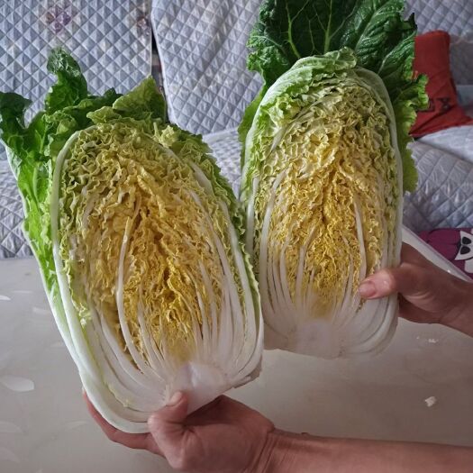 沽源县黄心大白菜  大白菜