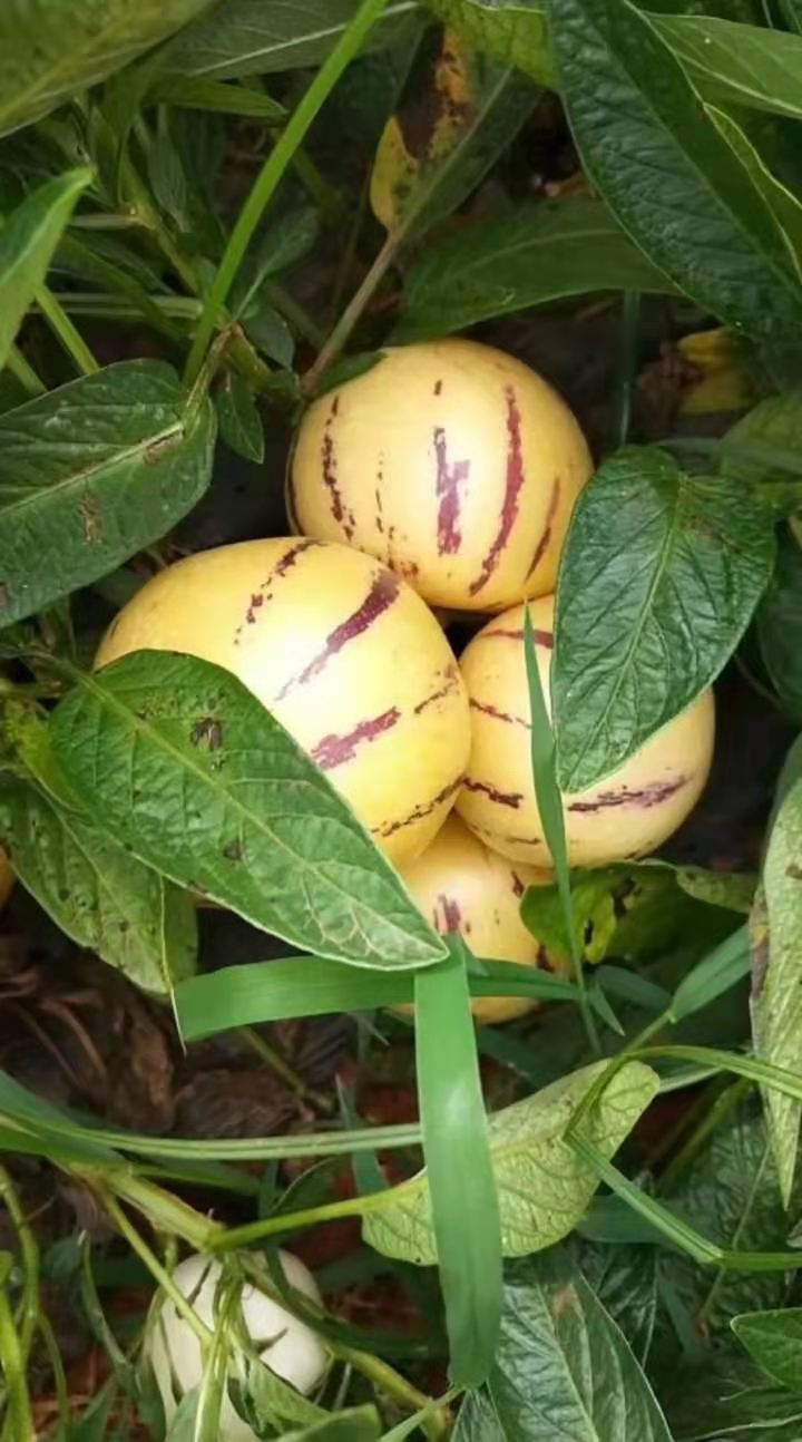 石林人参果圆果基地直发，一件代发。坏果包赔！！！