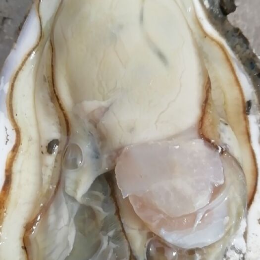 长海县大连三倍体生蚝，全国冷链发货，肥度OK，自家养殖，源头发货
