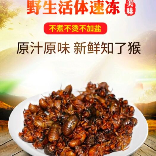 赵县 金蝉