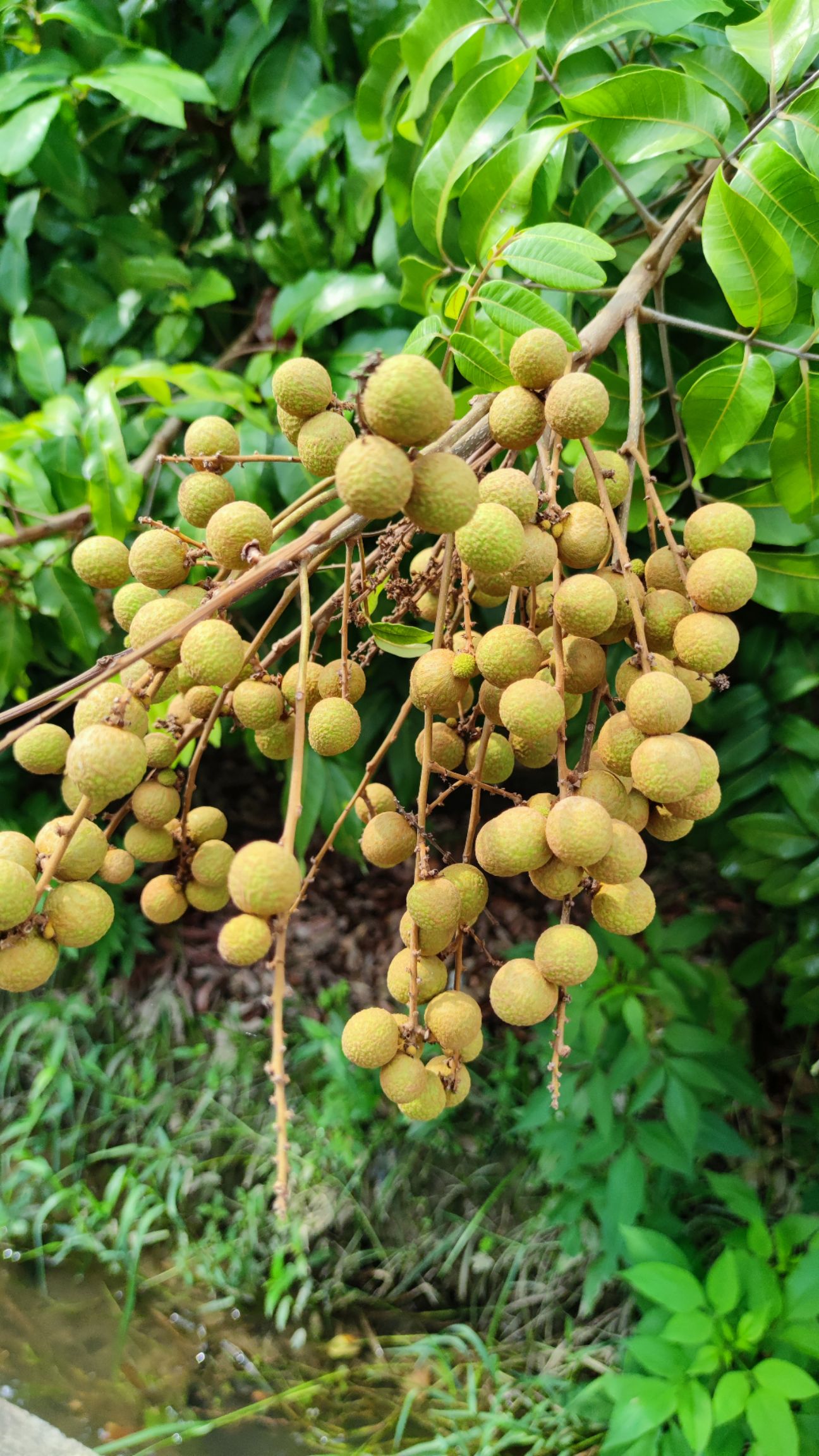 广西平南官成石峡龙眼,过一个月左右上市,欢迎各位老板来订货
