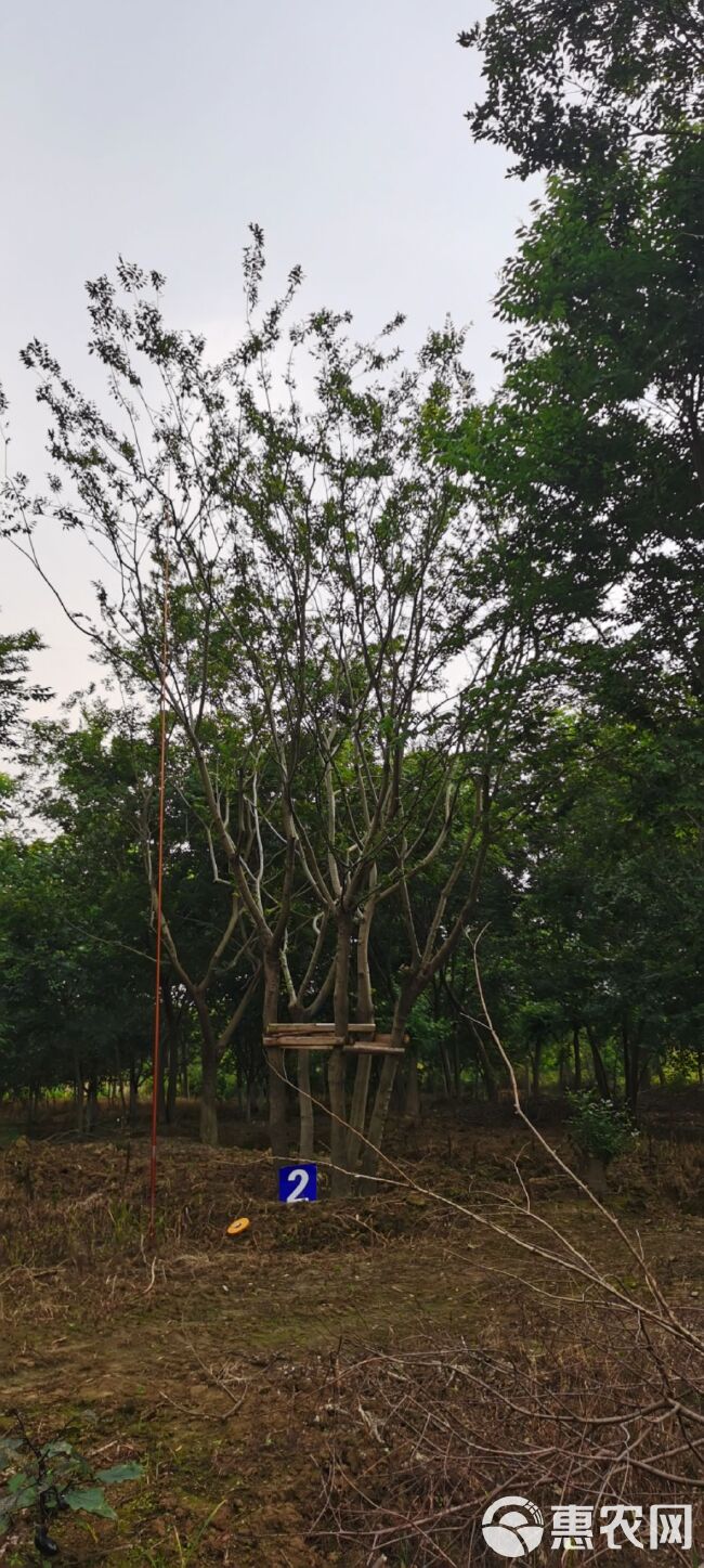 拼栽丛生朴树，单棵杆径12-18公分。总公分70-90