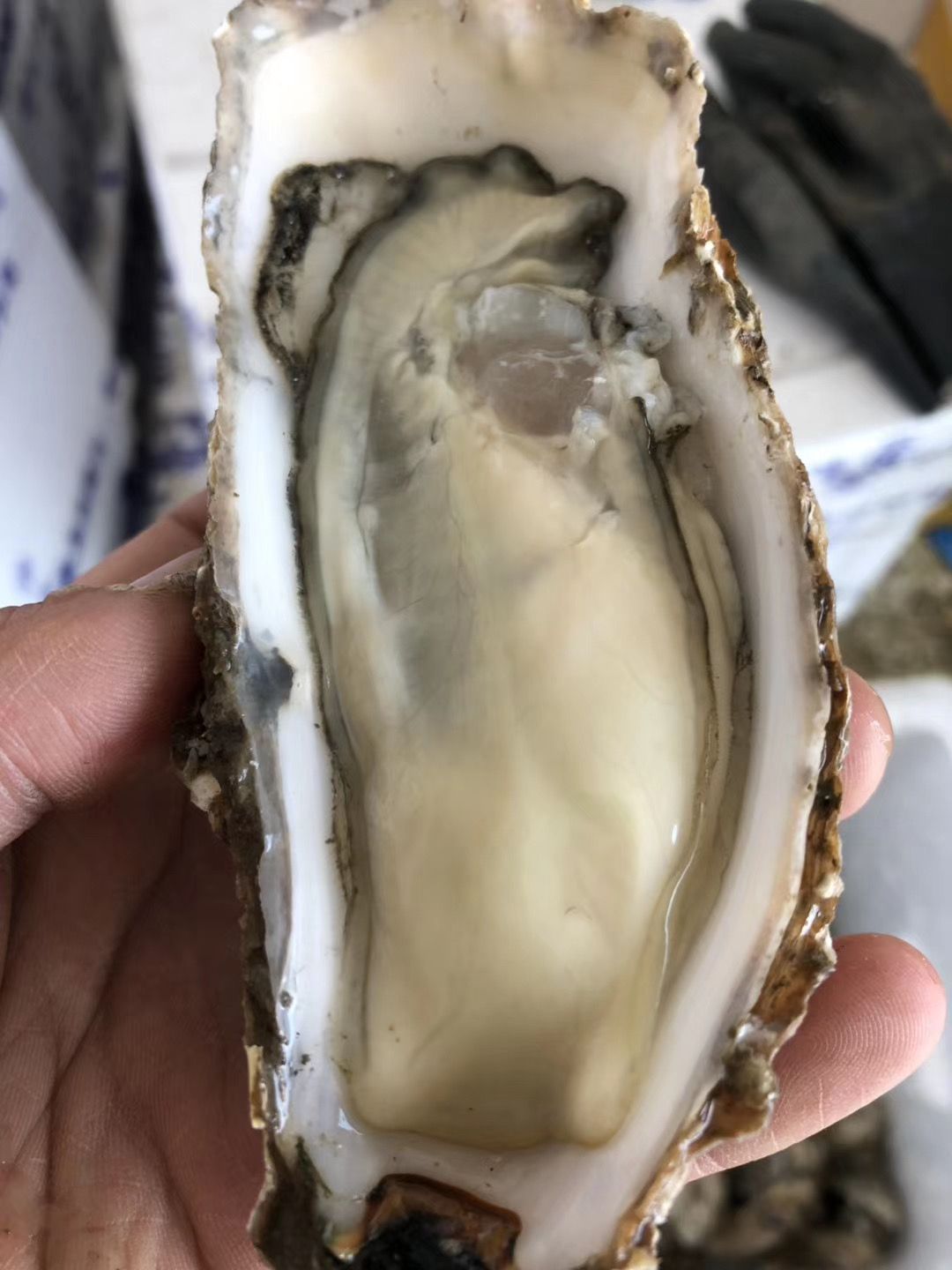 三倍体生蚝  鲜活乳山生蚝三倍体，牡蛎，海蛎子，烧烤生蚝