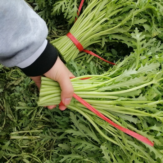 沽源县 精品茼蒿