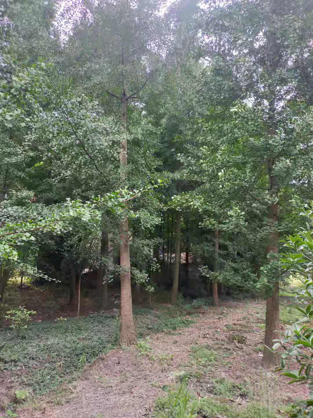 银杏树(白果树)