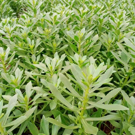 西昌市救心菜，高钙菜，费菜，低价批发