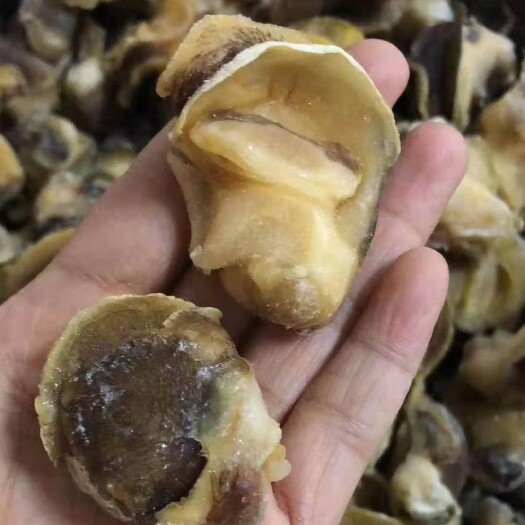 连云港新鲜现剥海螺肉香螺肉沙螺肉玉螺肉鲜活冷冻去内脏