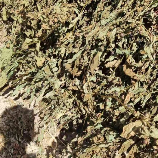 宁远县颠茄草