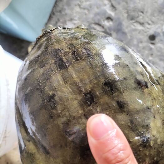 沙洋县清溪花鳖  荷塘放养甲鱼，从小吃鱼虾螺丝，没喂过一次饲料