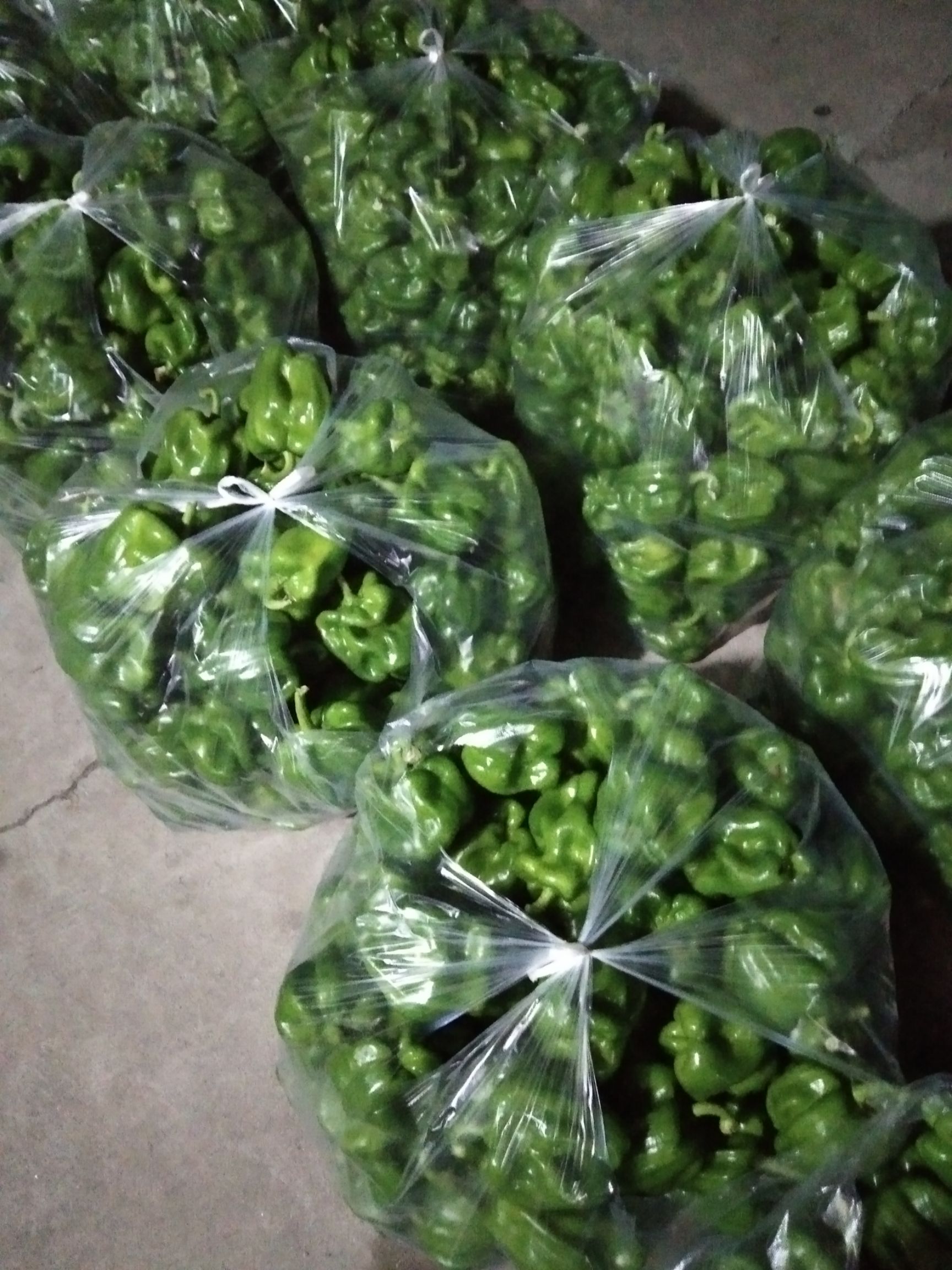  乐亭批发麻辣椒6毛一斤