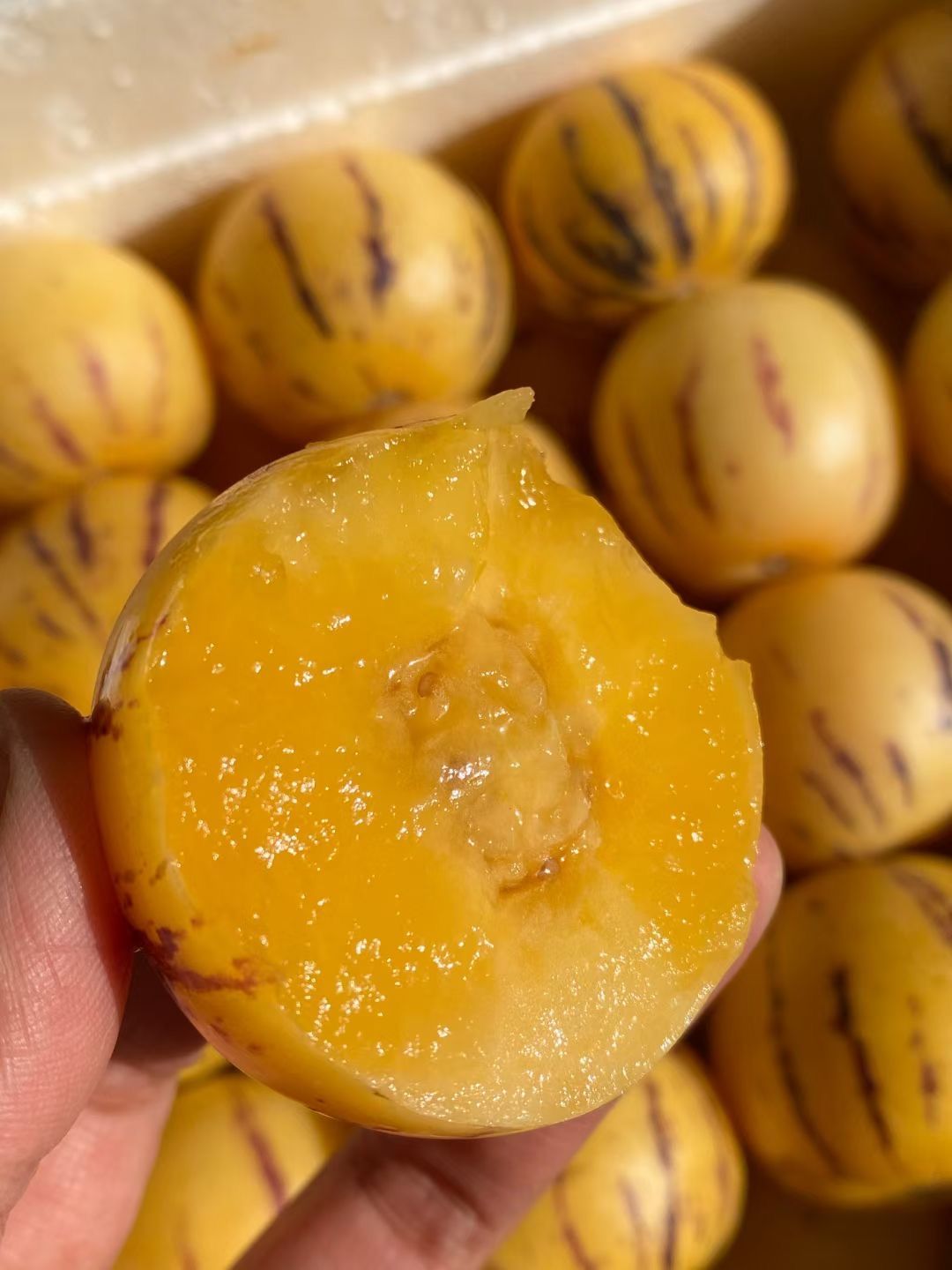 石林人参果圆果基地直发，一件代发。坏果包赔！！！