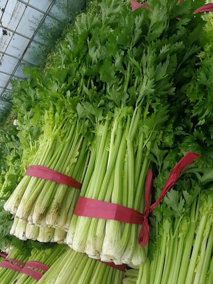 [西芹批发]西芹价格1元/斤 - 惠农网