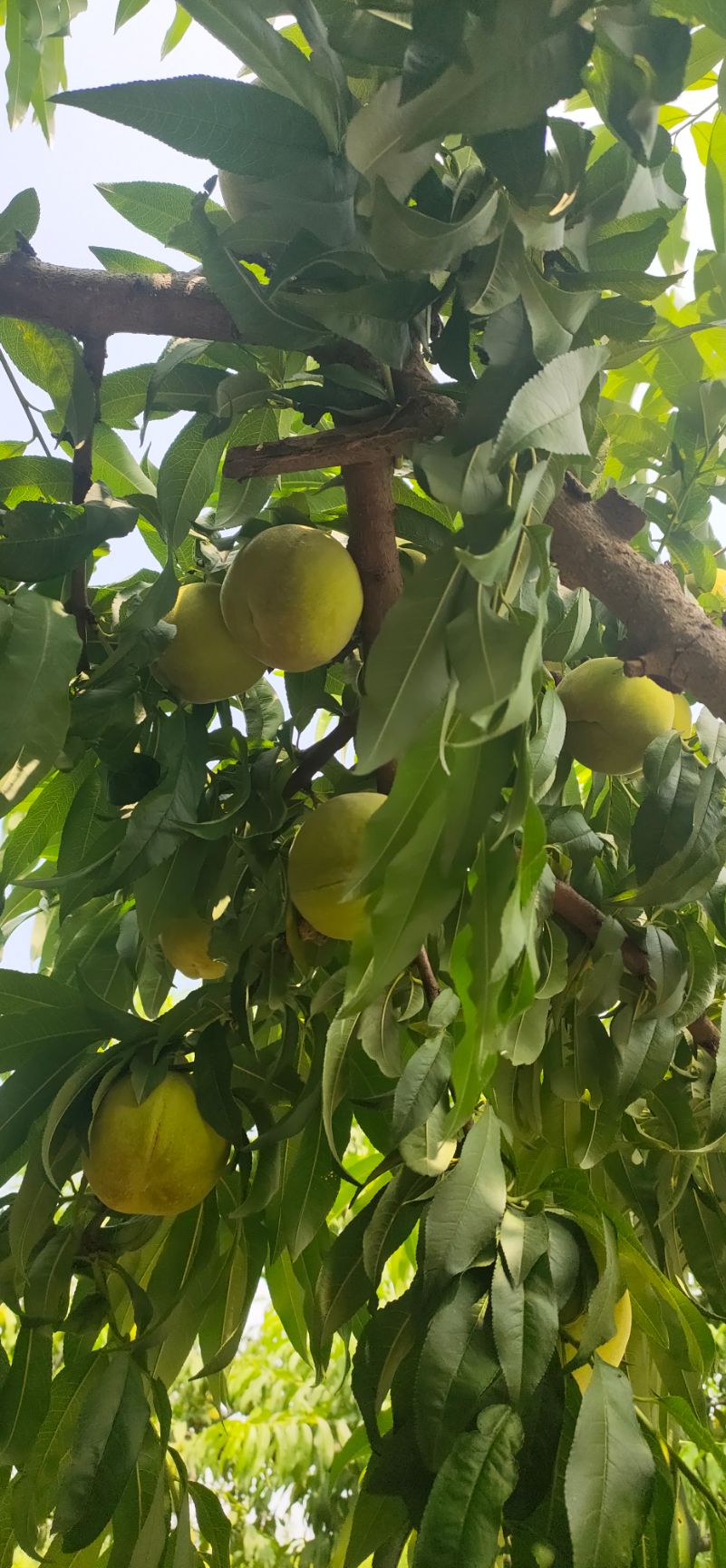 黄桃83 出售83黄桃