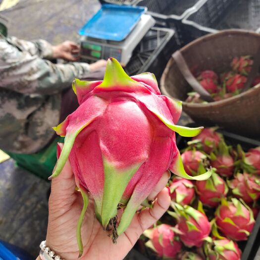 石屏县 大量红心火龙果上市中，产地直发，上万亩基地任你选择