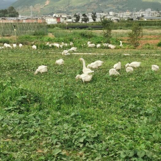 祥云县白鹅 三花鹅