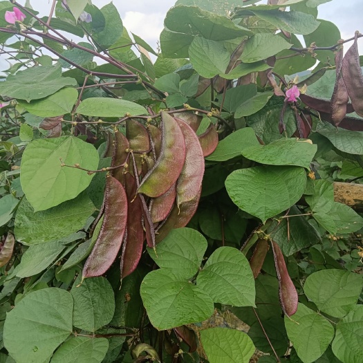 郴州綠扁豆 華潤鮮特色菜青色扁豆