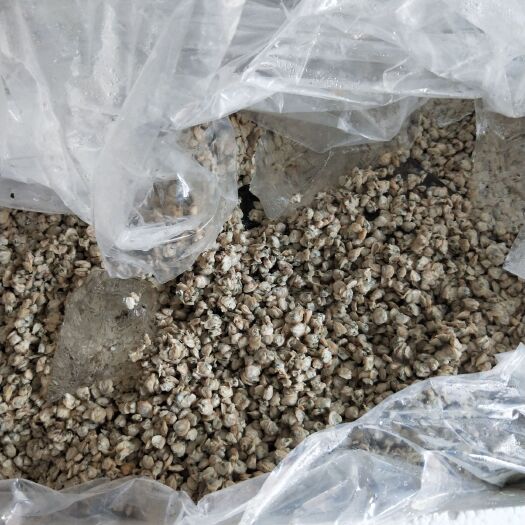广州全手工新鲜当天黄沙蚬肉