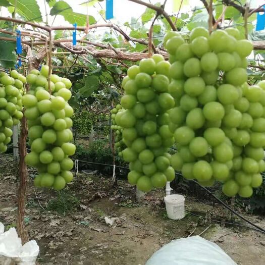 上海 上海市浦东新区惠南镇几十亩阳光玫瑰葡萄，价格可谈