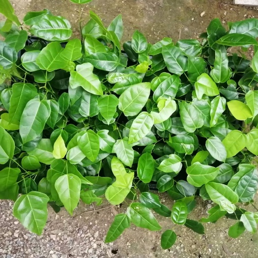 佛山澳洲火焰木种苗火焰木庭院园林绿化树苗开花乔木