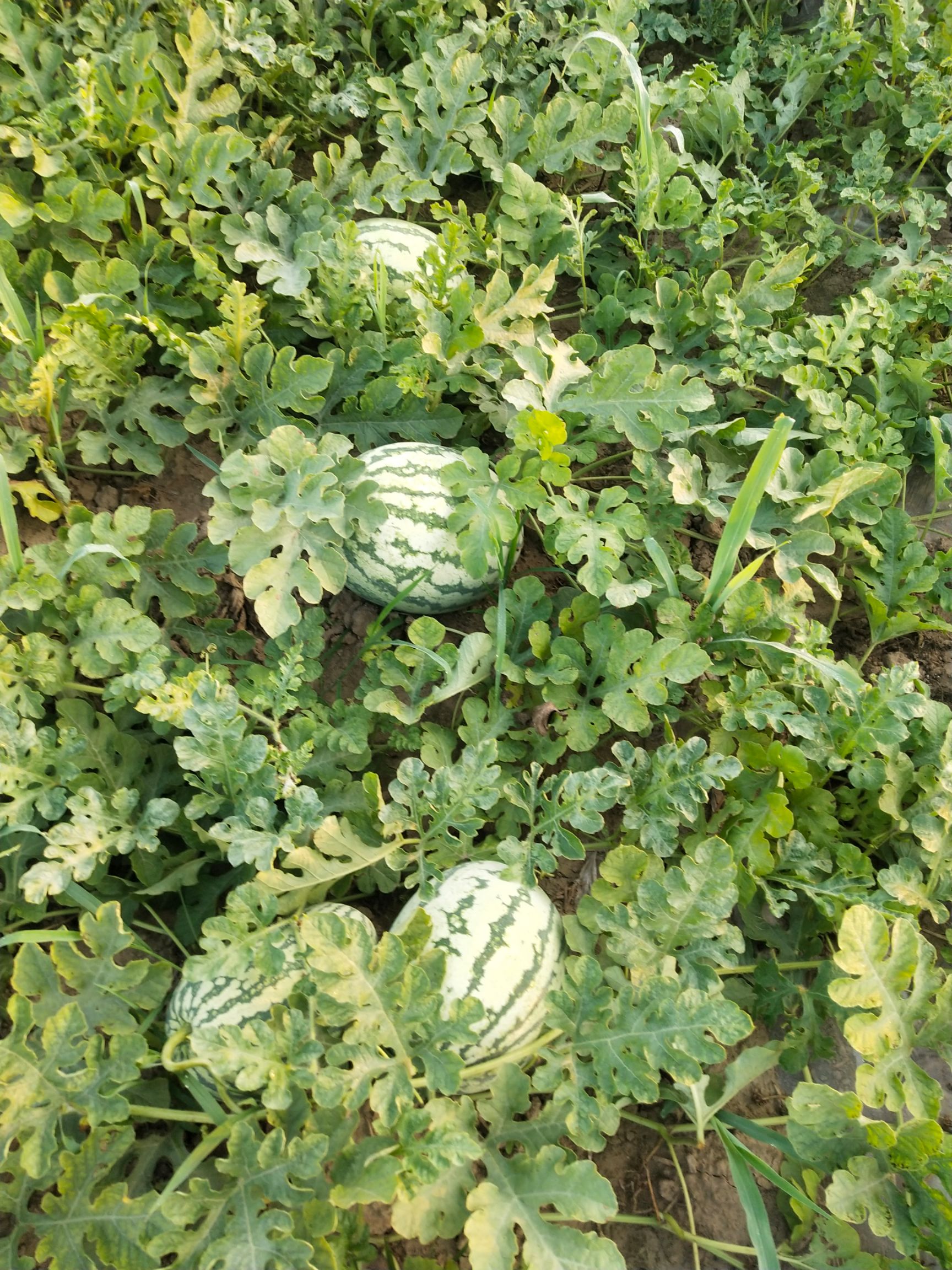 西农西瓜 山东省滨州市沾化区 1茬 