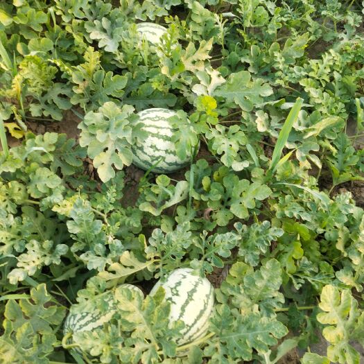 滨州西农西瓜 山东省滨州市沾化区 1茬 