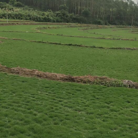 富川县草坪 绿化草皮