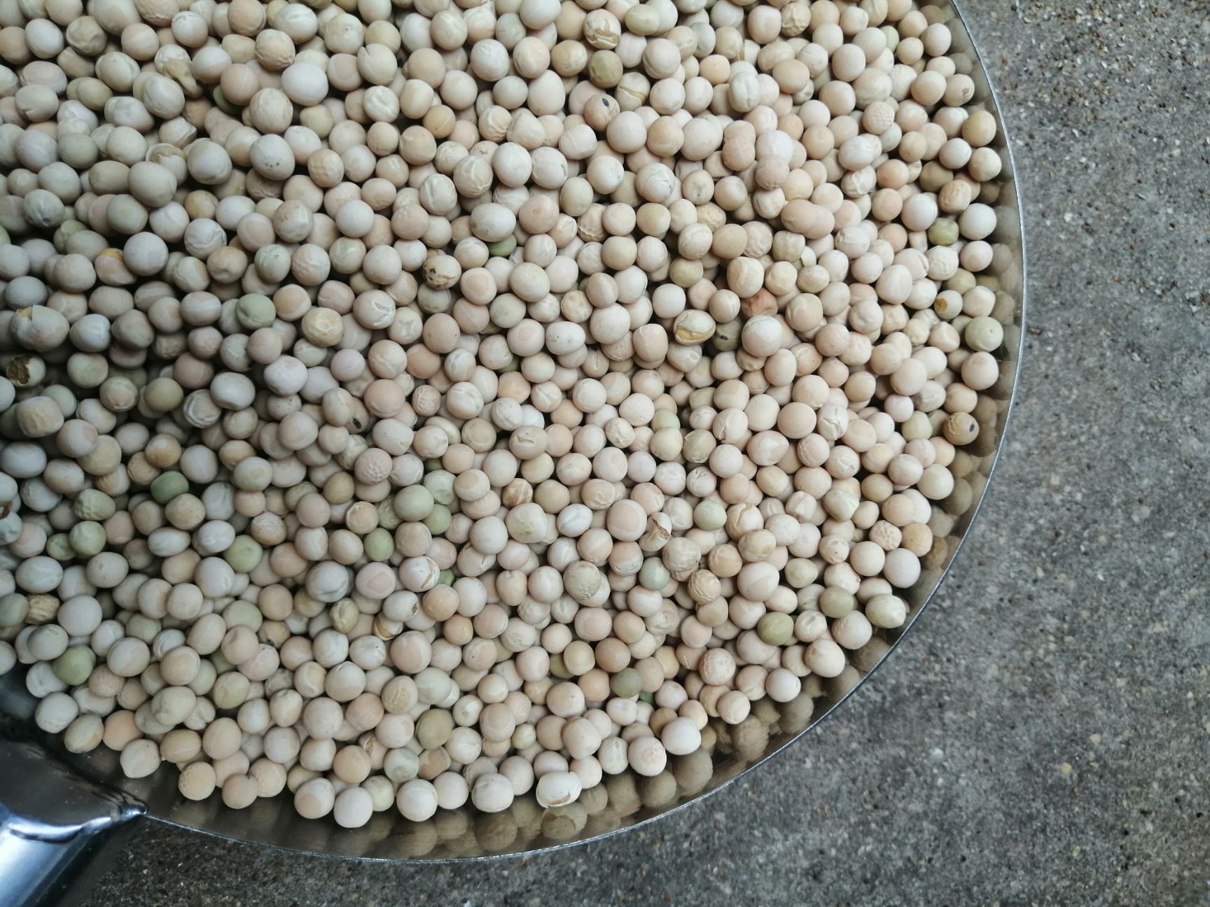 建水县豌豆种苗 可摘碗豆菜可摘多批次
