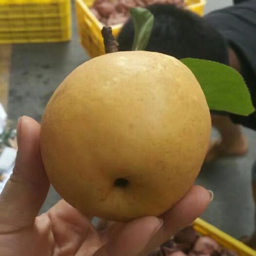 乐昌市脆冠梨
