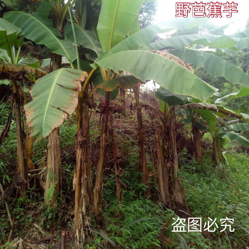 芭蕉叶 芭蕉根 芭蕉头 芭蕉晒干货包邮