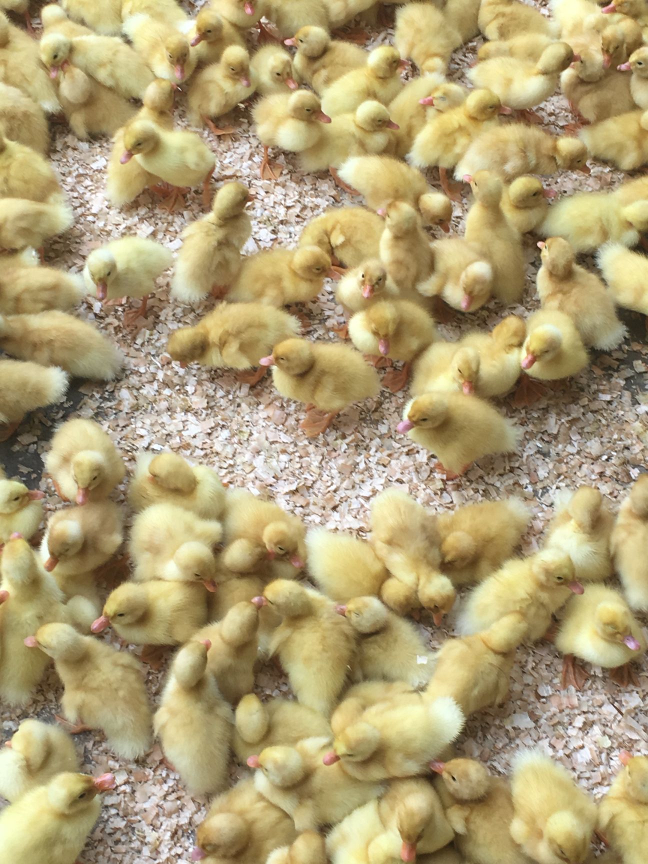 樱桃谷鸭苗  鸭苗桂柳鸭苗 白鸭苗  樱桃谷肉鸭苗