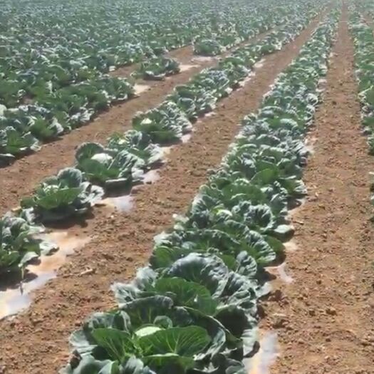 赤峰牛心甘蓝 30万斤甘蓝