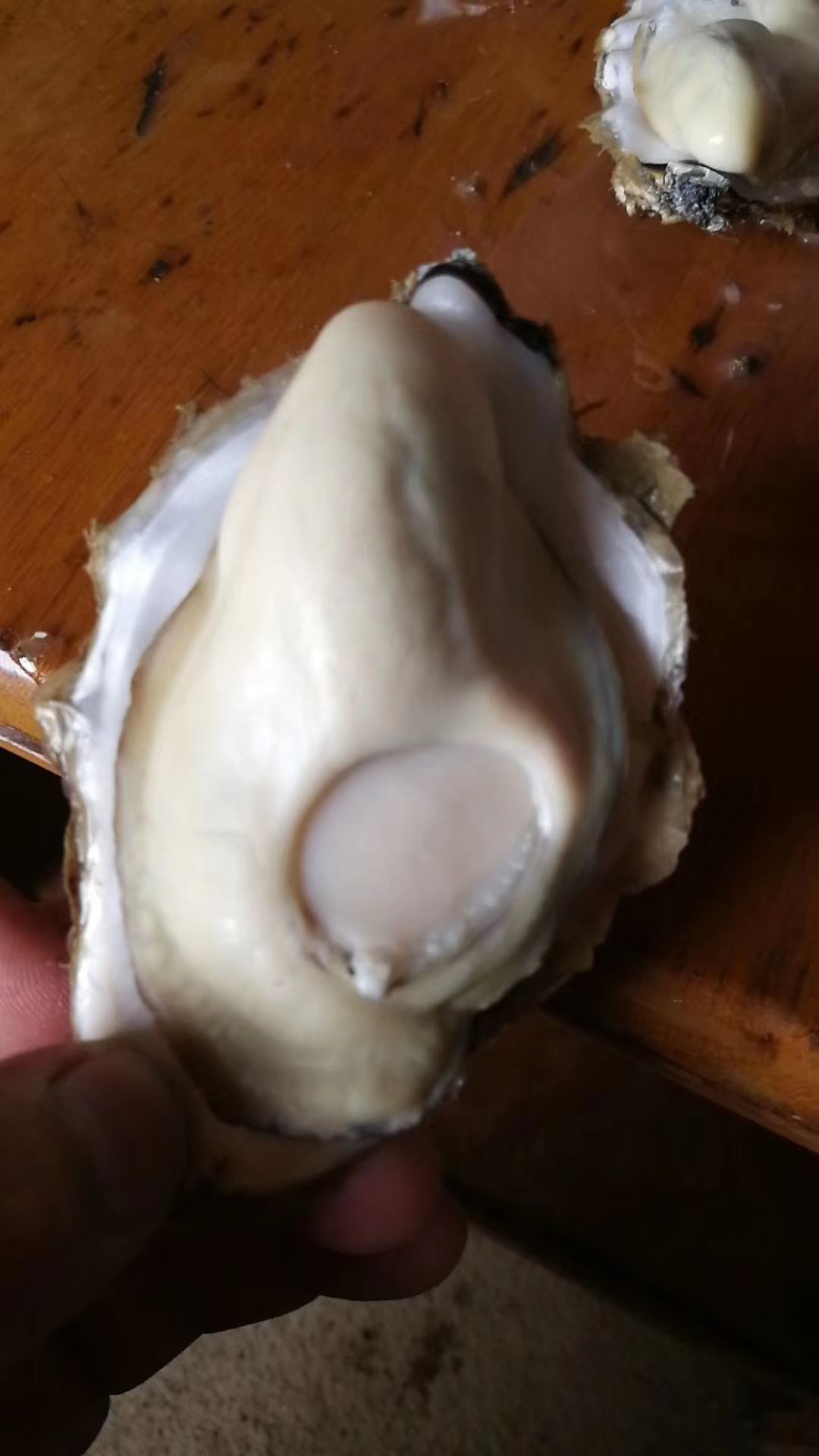 三倍体生蚝  鲜活乳山生蚝三倍体，牡蛎，海蛎子，烧烤生蚝