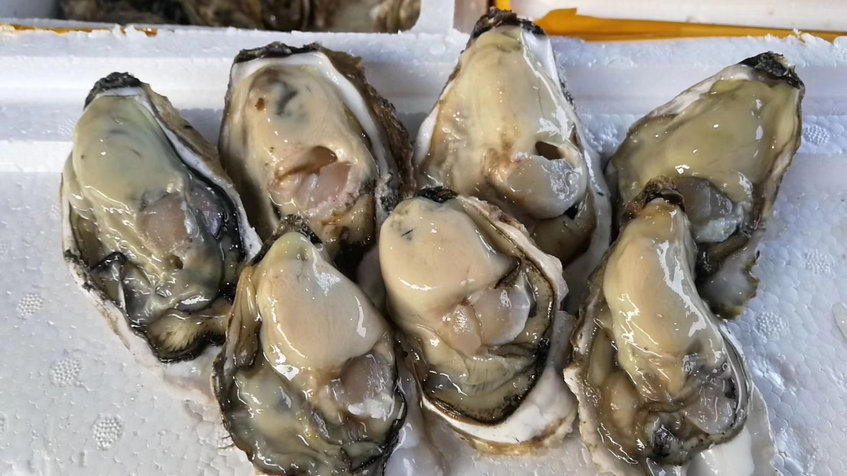 三倍体生蚝  鲜活乳山生蚝三倍体，牡蛎，海蛎子，烧烤生蚝