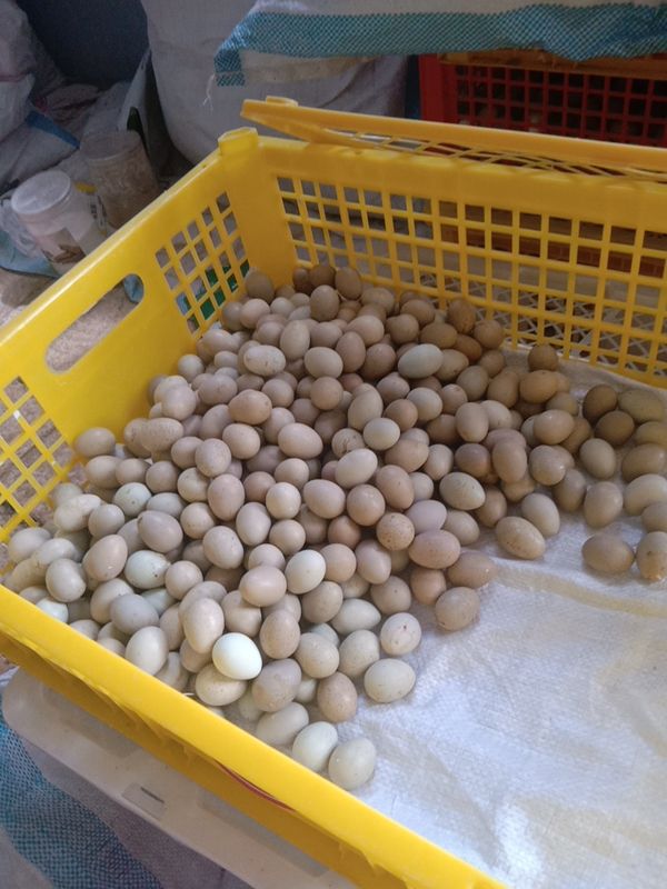 芦丁蛋  国产三色种蛋混装，养殖基地直供