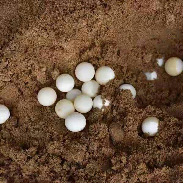 甲鱼蛋  农场直接发货，没有中间商。甲鱼苗。水鱼鱼蛋.只卖2个月，