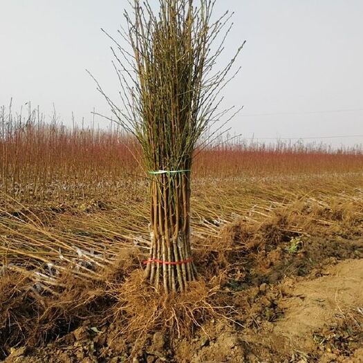 砀山县毛桃苗  砀山桃苗 实生苗 原生苗 山核桃苗 脱毒苗