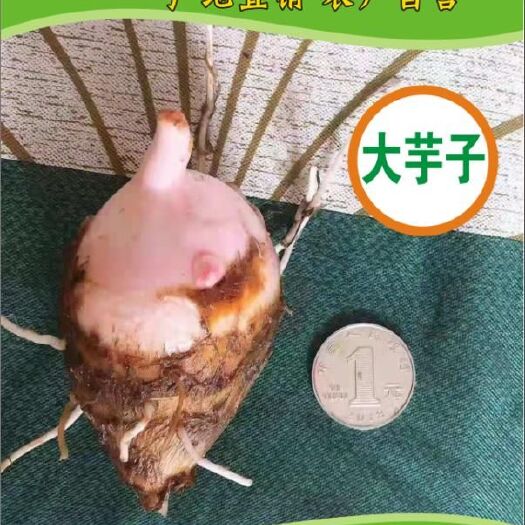 铅山县红芽芋 江西铅山紫溪红牙芋产地直销农户自营
