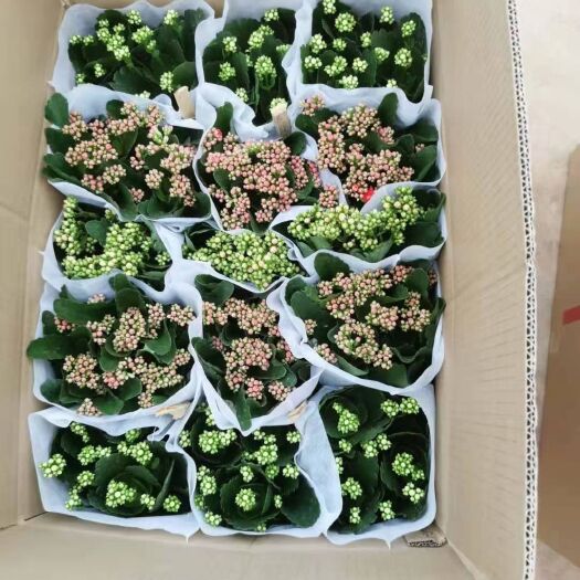 昆明长寿花盆栽 各规格重瓣长寿花