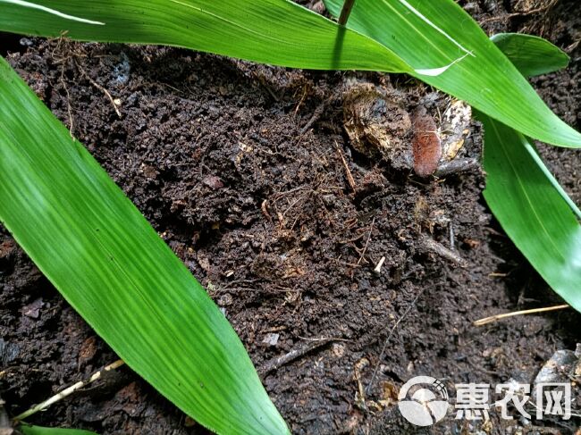 种植袋/植树袋/美植袋 腐植土，纯野生的，山上的，是经过常年的积累发酵而成。是养花最