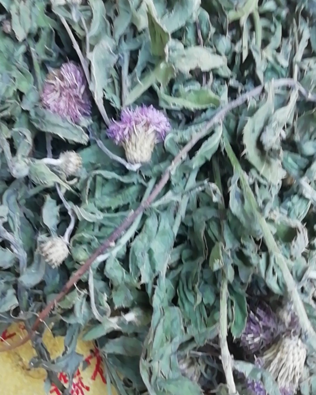 小蓟草  小蓟，带根带花干品