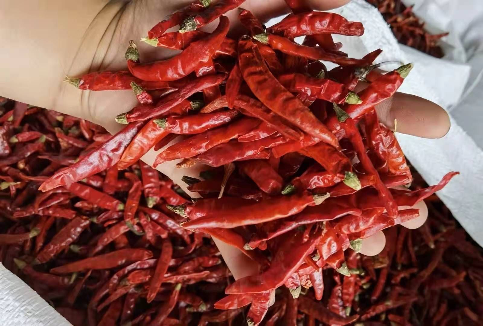 印度干辣椒  印度魔鬼椒干辣椒特辣特香超辣正品态红魔鬼辣椒王