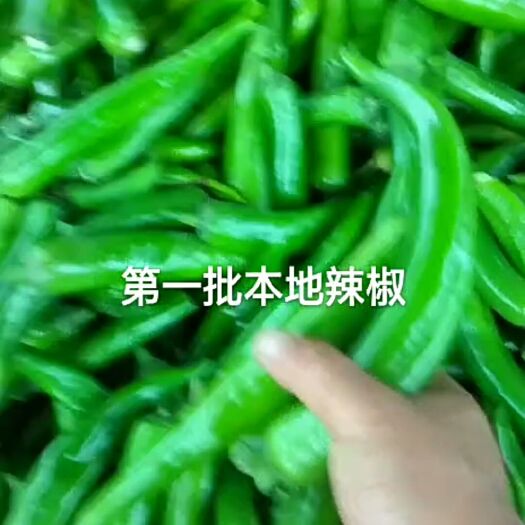 商丘牛角椒 河南省商丘市梁园区 