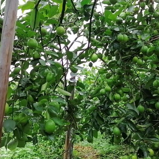 香水柠檬 无籽青柠之夏，大量供货，欢迎预订！